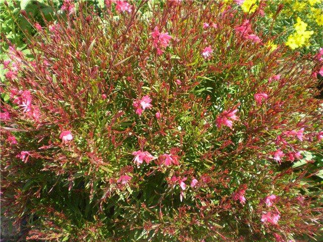 gaura